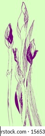 iris flower on a graphic background