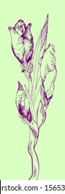 iris flower on a graphic background