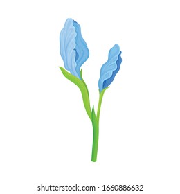 Iris Flower on Green Stem Isolated on White Background Vector Illustration