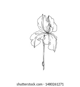 Iris flower on white background
