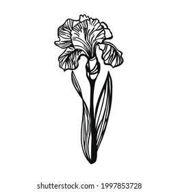Iris flower on white background. Line art illustration. Clipart iris.