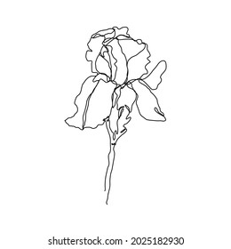 Iris flower in one line style isolated on white background. Continuous art in an elegant style for prints, tattoos, posters, textiles, postcards, etc. Vector illustration of a beautiful iris flower.