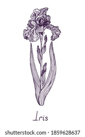 Iris flower, outline simple doodle drawing with inscription, gravure style