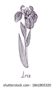 Iris flower, outline simple doodle drawing with inscription, gravure style