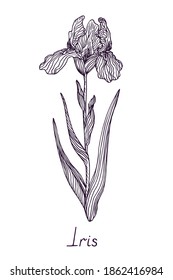 Iris flower, outline simple doodle drawing with inscription, gravure style