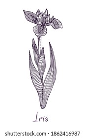Iris flower, outline simple doodle drawing with inscription, gravure style