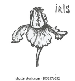 Iris flower painted on a white background.