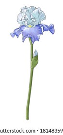 Iris flower, pale purple, with a green stem and bud on a white background without shadow