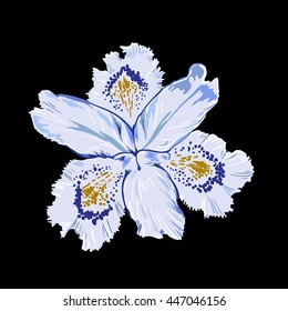 iris flower pattern