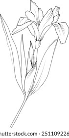 Iris flower pencil art, Black and white outline vector coloring page and book for adults and children flower iris flower, with leaves hand drawn engraved ink illustration artistic design