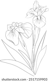 Arte del lápiz de la flor del iris, Vector de contorno blanco y negro para colorear página y libro para adultos y niños flor del iris, con hojas dibujadas a mano ilustración de tinta grabada diseño artístico