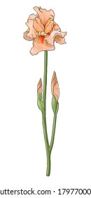 Flor de iris, rosa, con tallo verde y brote en un fondo blanco sin sombra