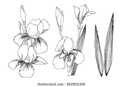 Iris flower. Iris plant set. Floral hand drawn vector illustration