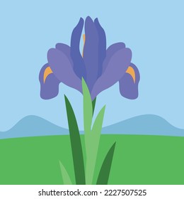 Iris flower, purple beautiful flower