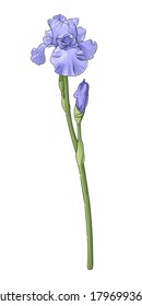 Iris flower, purple, with a green stem and bud on a white background without shadow