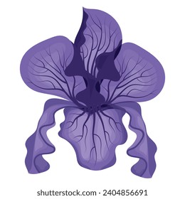 Iris flower purple. Vector illustration on white background.