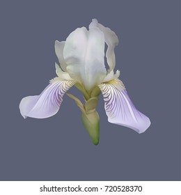 Iris flower. realistic. vector