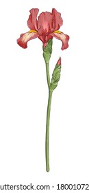 Flor de iris, roja, con tallo verde y brote sobre un fondo blanco sin sombra