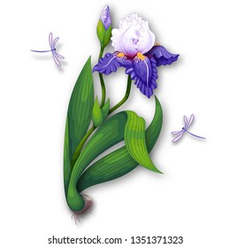 Iris flower with sadow and dragonflies