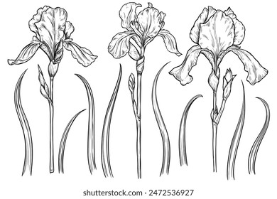 Conjunto de flores de iris dibujado a mano dibujo de boceto de Vector vintage