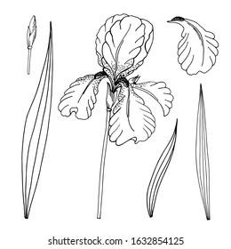 Iris flower. A set of isolated linear black-and-white flower elements. Vector image