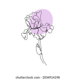 Iris flower in simple style with lilac spot on white background Continuous art in an elegant style for prints, tattoos, posters, textiles, postcards, etc. Vector illustration of a beautiful flower.