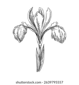 Iris flower sketch. Hand-drawn botanical illustration. Aromatic ingredients, perfumery, and organic cosmetics logo design. NOT AI generated