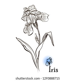  Iris Flower Pencil Drawing Images Stock Photos Vectors Shutterstock