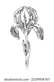 iris flower, vector botanical illustration