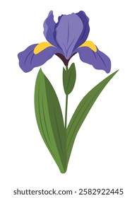 Iris flower. Vector clipart illustration on isolated background.