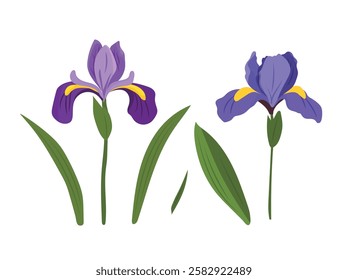 Iris flower. Vector clipart illustration on isolated background.