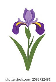 Iris flower. Vector clipart illustration on isolated background.