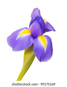 Iris flower vector drawing, beautiful nature