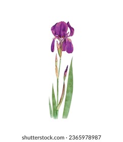 Iris flower vector free design