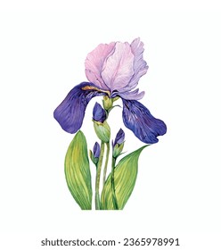 Iris flower vector free design