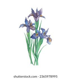 Iris flower vector free design