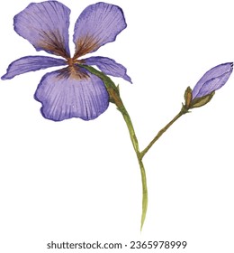 Iris flower vector free design