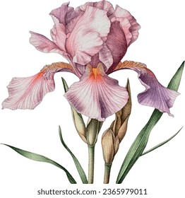 Iris flower vector free design