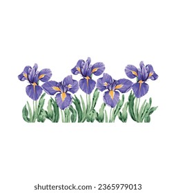 Iris flower vector free design
