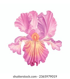 Iris flower vector free design