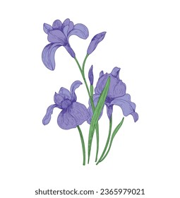 Iris flower vector free design