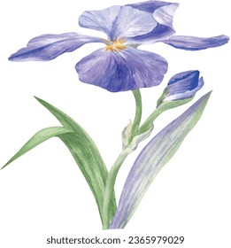 Iris flower vector free design