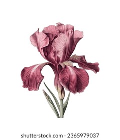 Iris flower vector free design