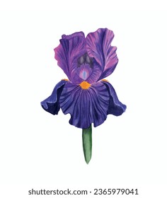 Iris flower vector free design
