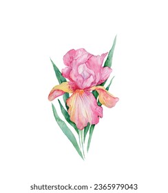 Iris flower vector free design