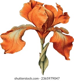 Iris flower vector free design