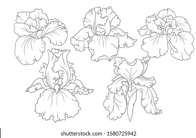 Iris flower vector graphic pattern elements 