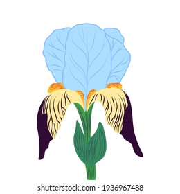 Iris flower. Vector hand drawn illustration

