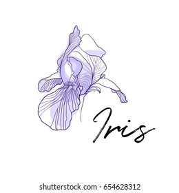 Iris flower vector illustration