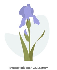 Iris-Blume. Vektorgrafik. Schöne violette Gartenblume.